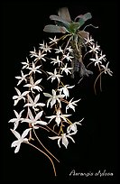 Aerangis stylosa. A species orchid