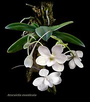 Amesiella monticola. A species orchid