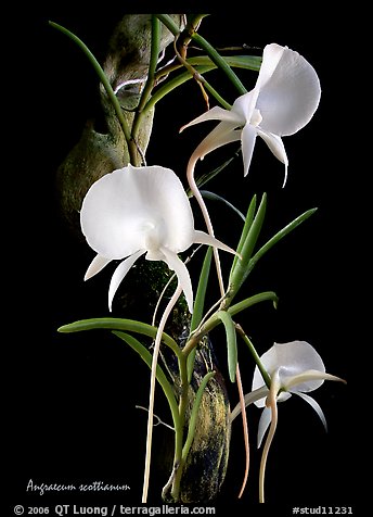 Angraecum scottianum. A species orchid (color)