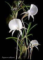Angraecum scottianum. A species orchid
