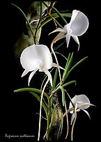 Angraecum scottianum. A species orchid (color)