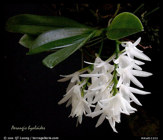 Arerangis hyaloides. A species orchid (color)