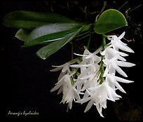 Arerangis hyaloides. A species orchid