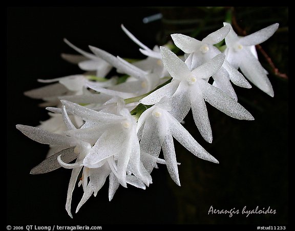 Arerangis hyaloides. A species orchid