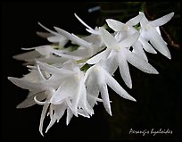 Arerangis hyaloides. A species orchid (color)