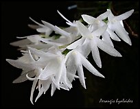 Arerangis hyaloides. A species orchid