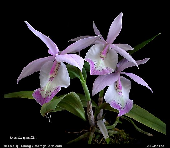 Barkeria spectabilis. A species orchid