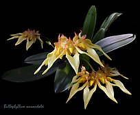 Bulbophyllum annandalei. A species orchid (color)