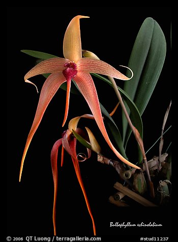 Bulbophyllum echinolabium. A species orchid (color)