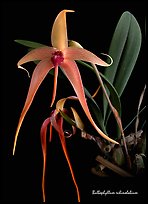 Bulbophyllum echinolabium. A species orchid