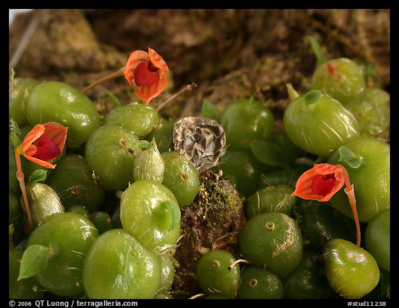 Bulbophytum moniliforme. A species orchid (color)