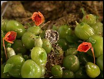 Bulbophytum moniliforme. A species orchid (color)