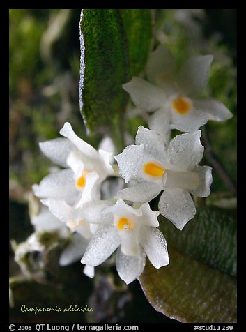 Campanemia adelaiae. A species orchid (color)