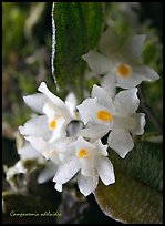 Campanemia adelaiae. A species orchid