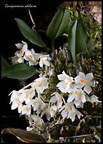 Campanemia adelaiea. A species orchid