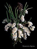 Capanemia uliginosa. A species orchid