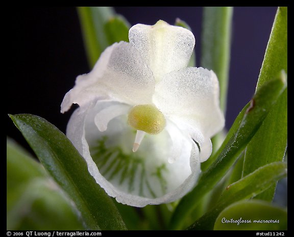 Centroglossa macroceras. A species orchid (color)