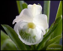 Centroglossa macroceras. A species orchid (color)