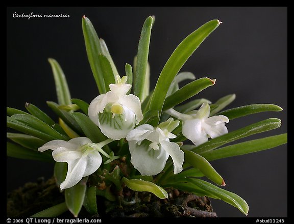 Centroglossa macroceras. A species orchid