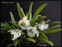 Centroglossa macroceras. A species orchid