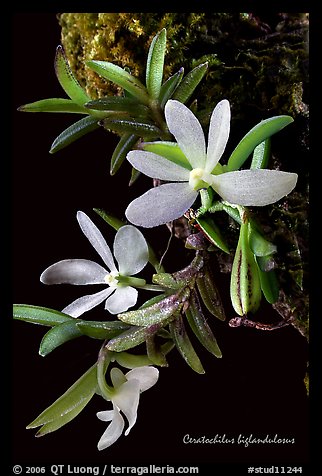 Ceratochilus biglandulosus. A species orchid (color)