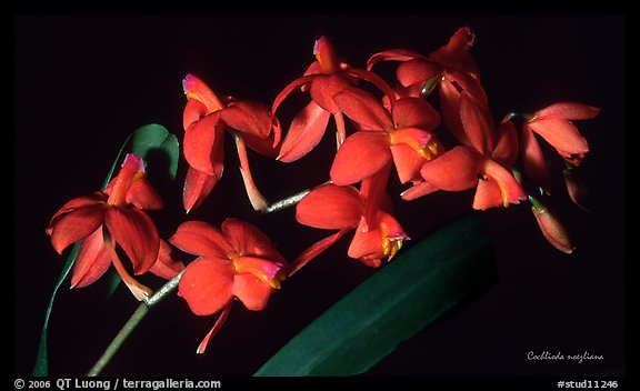 Cochlioda noezliana. A species orchid (color)