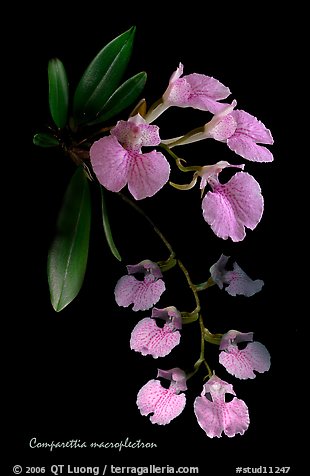 Studarettia macroplectron. A species orchid (color)