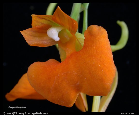 Studarettia speciosa. A species orchid (color)