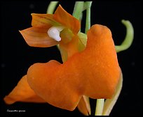 Studarettia speciosa. A species orchid (color)