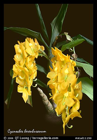 Cycnoches herenhusanum. A species orchid (color)