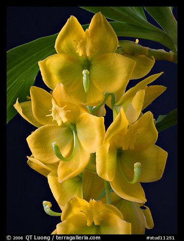 Cycnoches herenhusanum. A species orchid