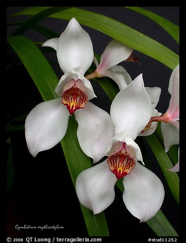 Cymbidium erythrostylum. A species orchid (color)