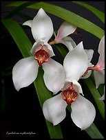 Cymbidium erythrostylum. A species orchid (color)