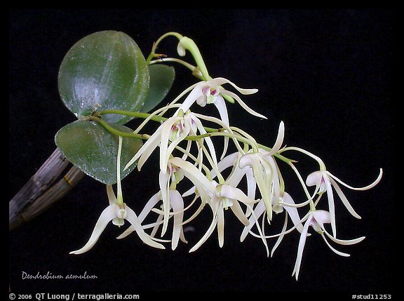 Dendrobium aemulum. A species orchid