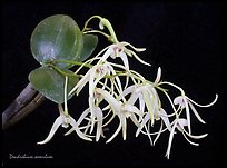 Dendrobium aemulum. A species orchid