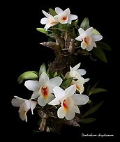 Dendrobium chrystianum. A species orchid (color)