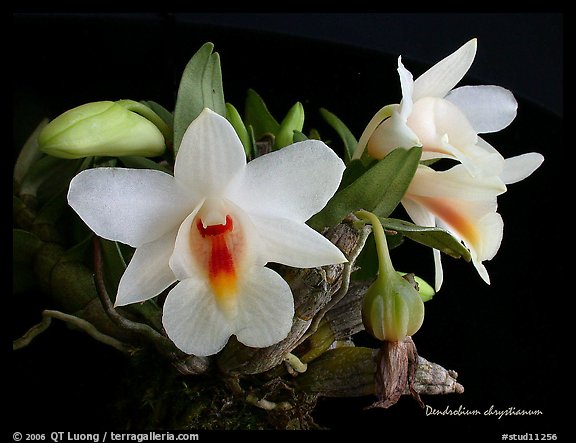 Dendrobium chrystianum. A species orchid (color)