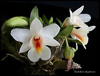 Dendrobium chrystianum. A species orchid ( color)