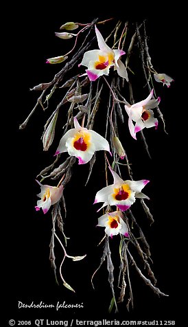 Dendrobium falconeri. A species orchid (color)