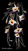 Dendrobium falconeri. A species orchid