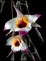 Dendrobium falconeri2. A species orchid