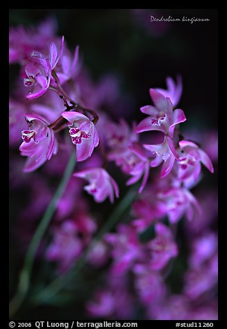 Dendrobium kingianum. A species orchid