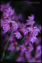 Dendrobium kingianum. A species orchid