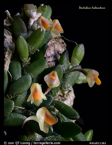 Dendrobium lichenastrum. A species orchid (color)