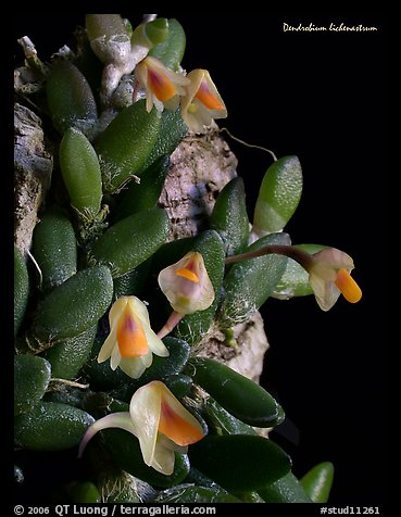 Dendrobium lichenastrum. A species orchid