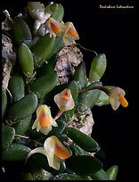 Dendrobium lichenastrum. A species orchid