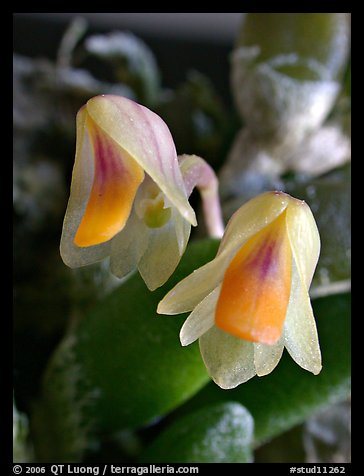 Dendrobium lichenastrum. A species orchid