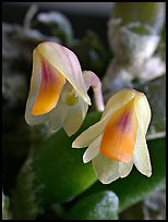 Dendrobium lichenastrum. A species orchid (color)