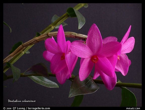 Dendrobium sulawesiense. A species orchid (color)