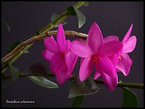 Dendrobium sulawesiense. A species orchid